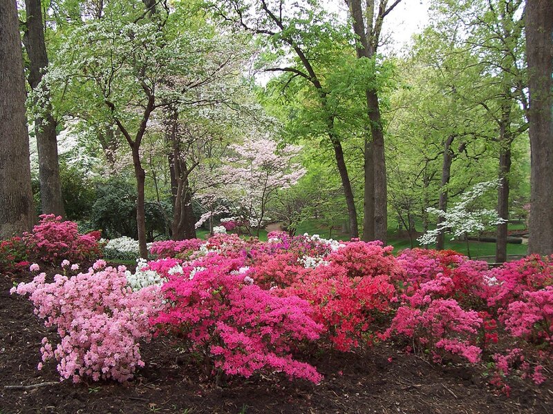 Azalea Bushes in Bloom