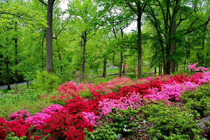 Azalea Bushes in Forest — Green