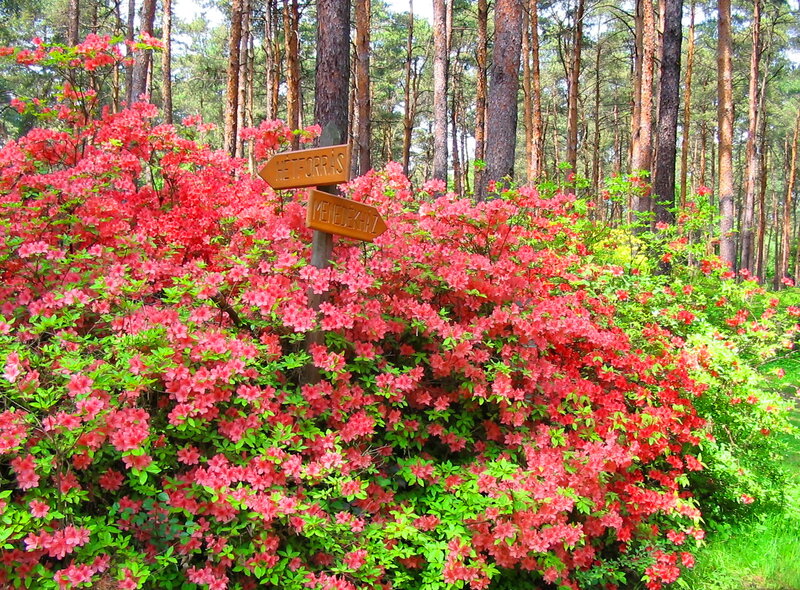 Azalea Bushes in Forest — Red