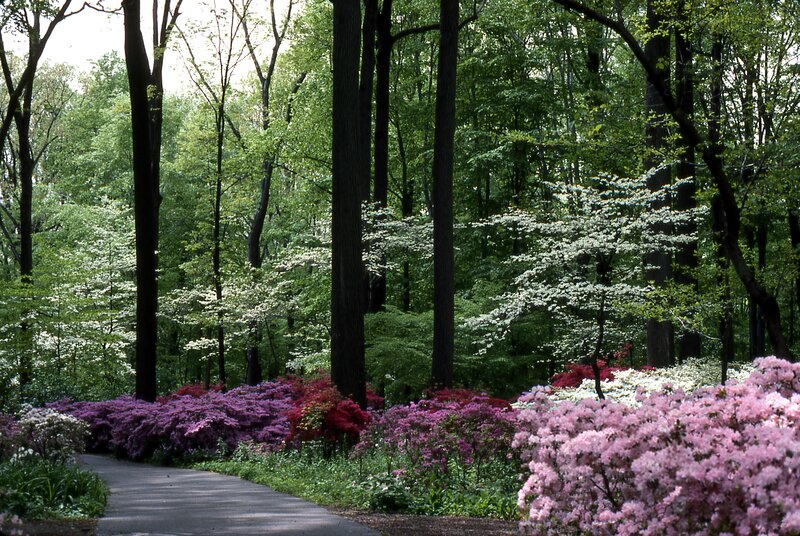 Azalea Bushes in Forest