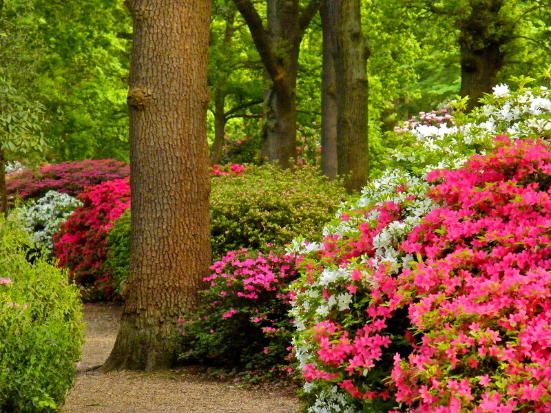 Azalea Bushes in Garden — Pink, Serene