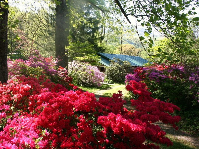 Azalea Bushes in Garden