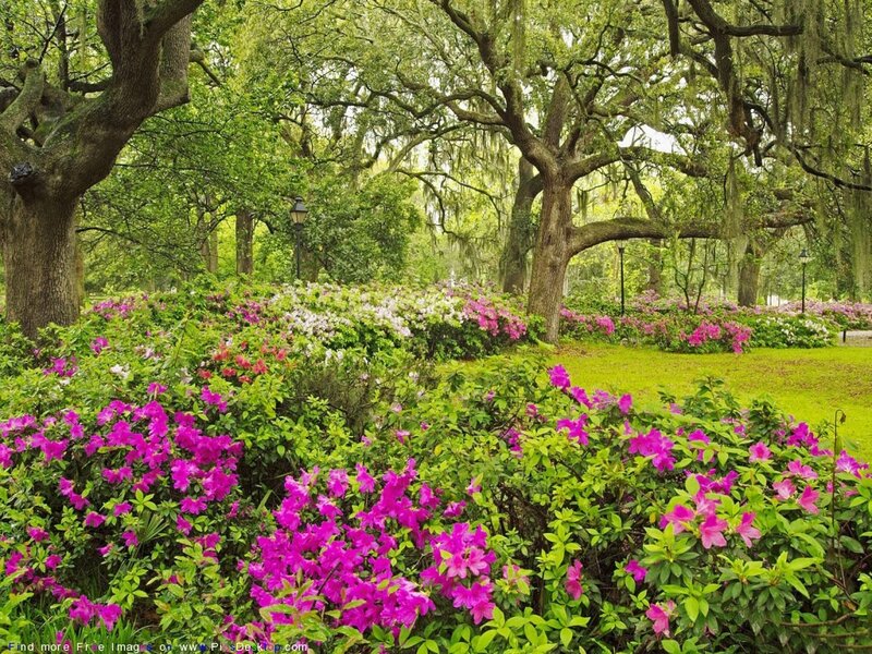 Azalea Bushes in Park
