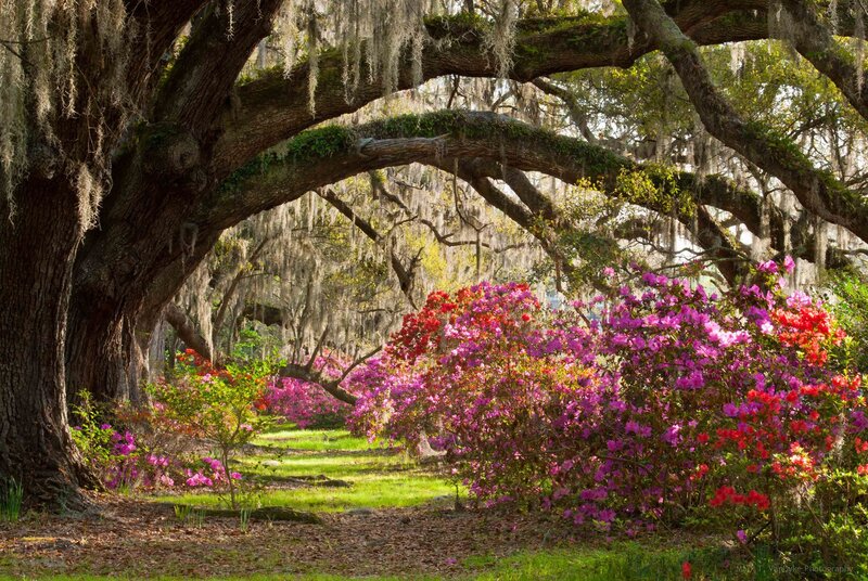 Azalea Bushes under Oak Tree — Pink