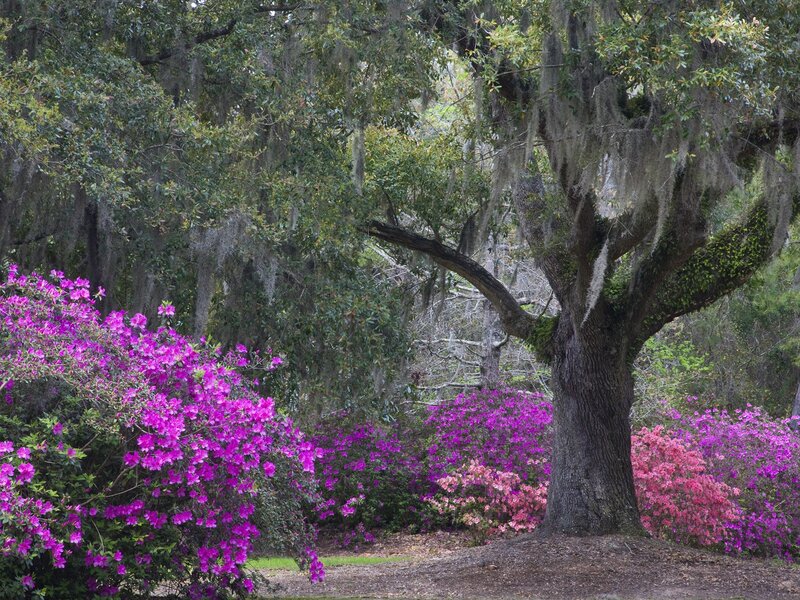 Azalea Bushes under Oak Tree — Purple, Serene