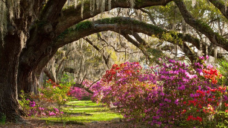Azalea Bushes under Oak Tree — Purple