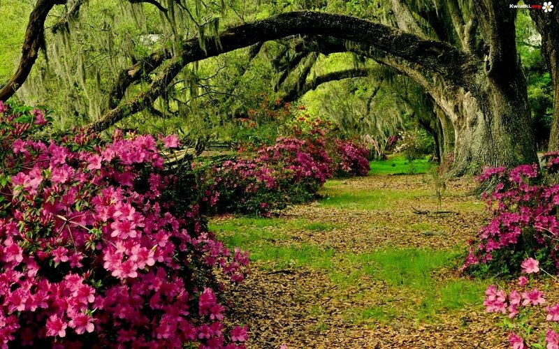 Azalea Bushes under Oak Trees