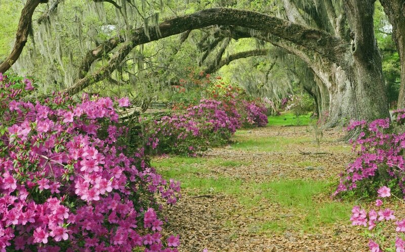 Azalea Bushes under Oaks — Pink, Serene, Spring, Photograph, Oak Trees, Spanish Moss