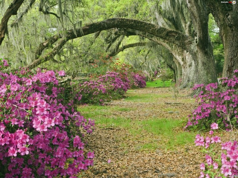 Azalea Bushes under Oaks — Pink, Serene
