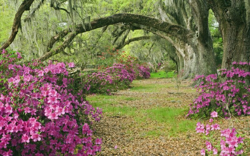 Azalea Bushes under Oaks — Pink