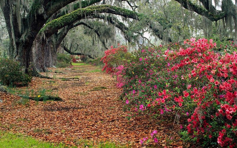 Azalea Bushes under Oaks — Red, Serene