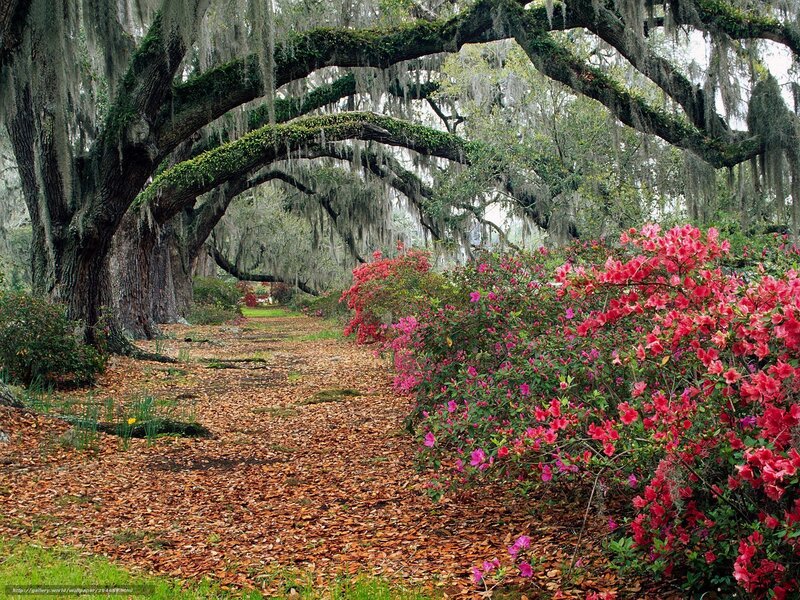 Azalea Bushes under Oaks — Red