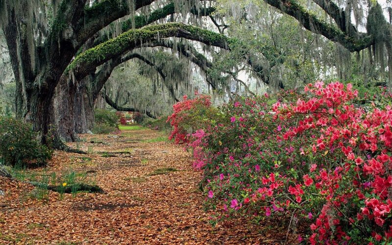 Azalea Bushes under Oaks