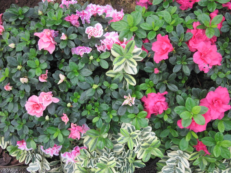 Azalea Flowers and Foliage