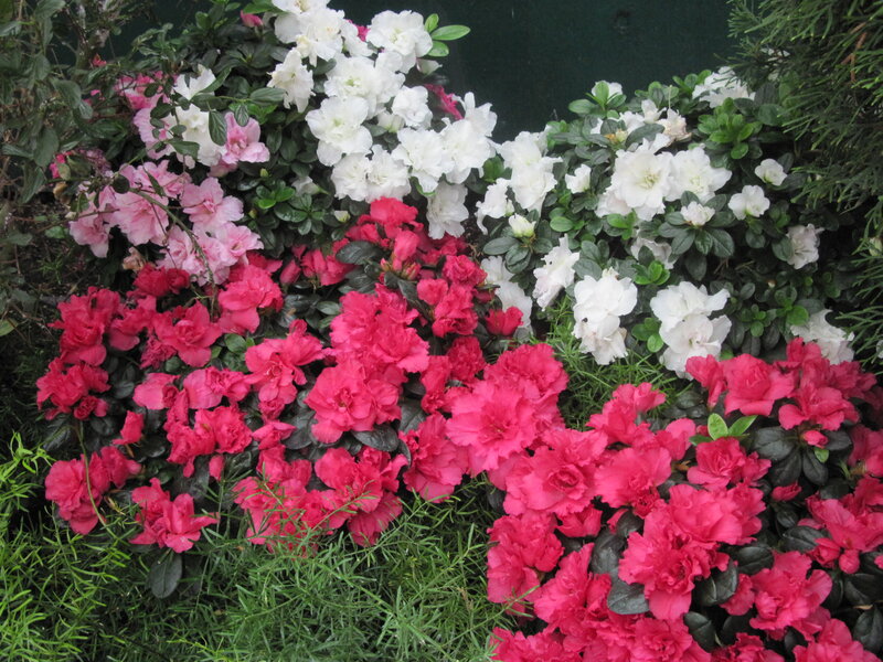 Azalea Flowers in Bloom