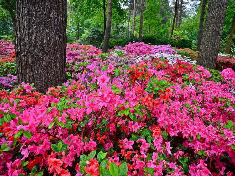 Azalea Flowers in Forest
