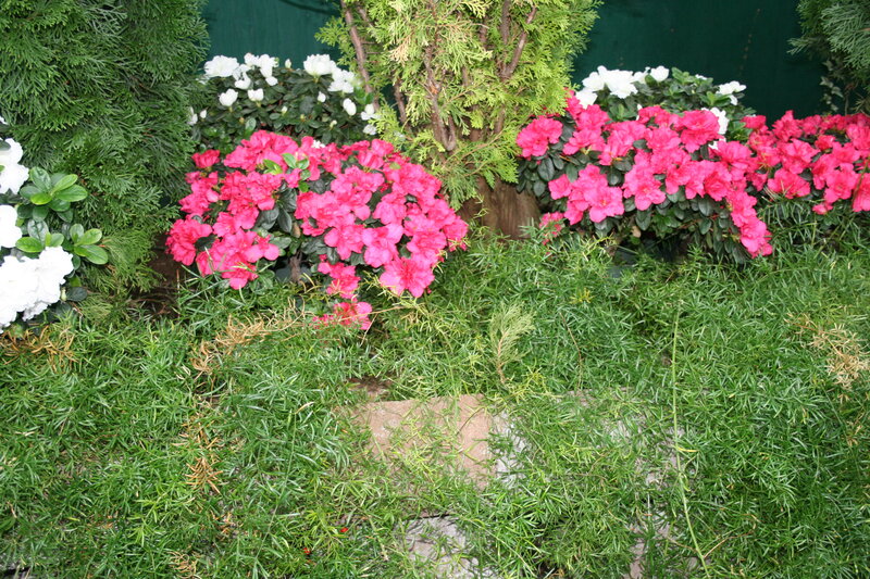 Azalea Flowers in Garden — Pink