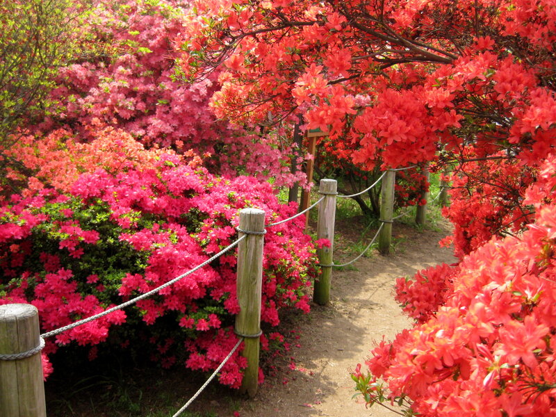 Azalea Flowers in Garden