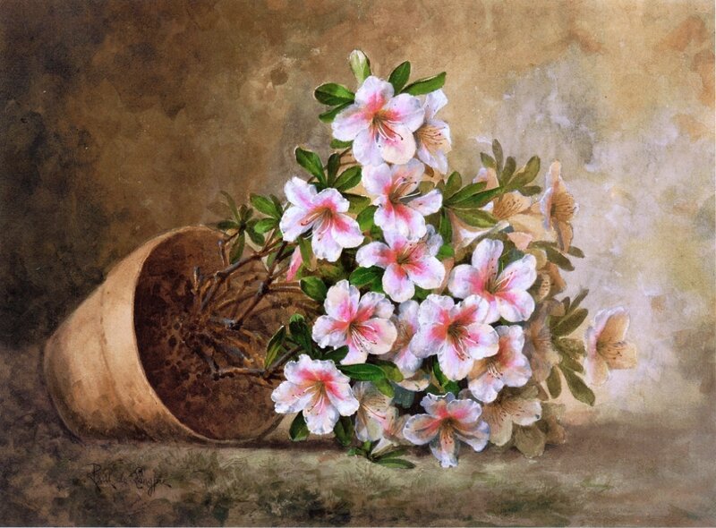 Azalea Flowers in Pot