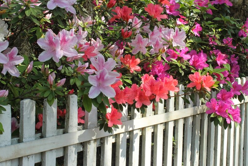Azalea Flowers on Fence