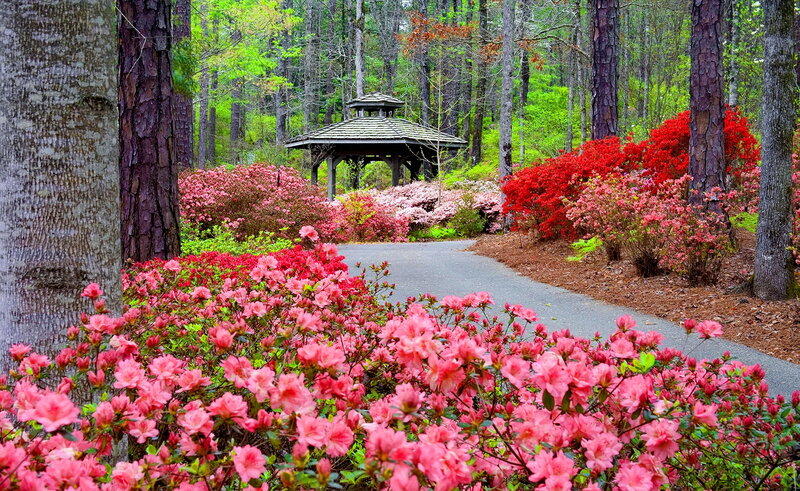 Azalea Garden Path — Pink