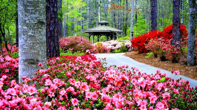 Azalea Garden Path