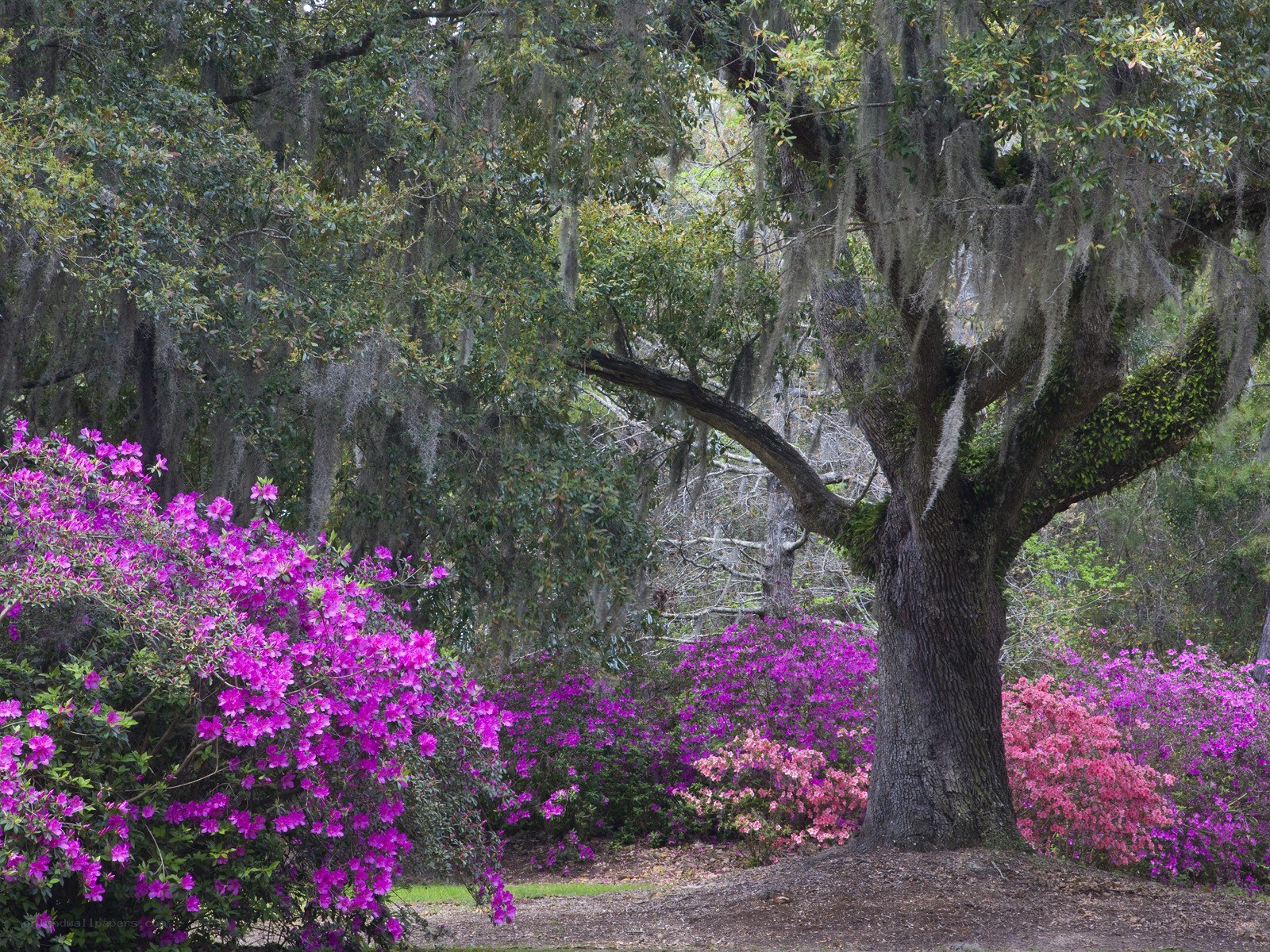 Azaleas blooming under oak trees