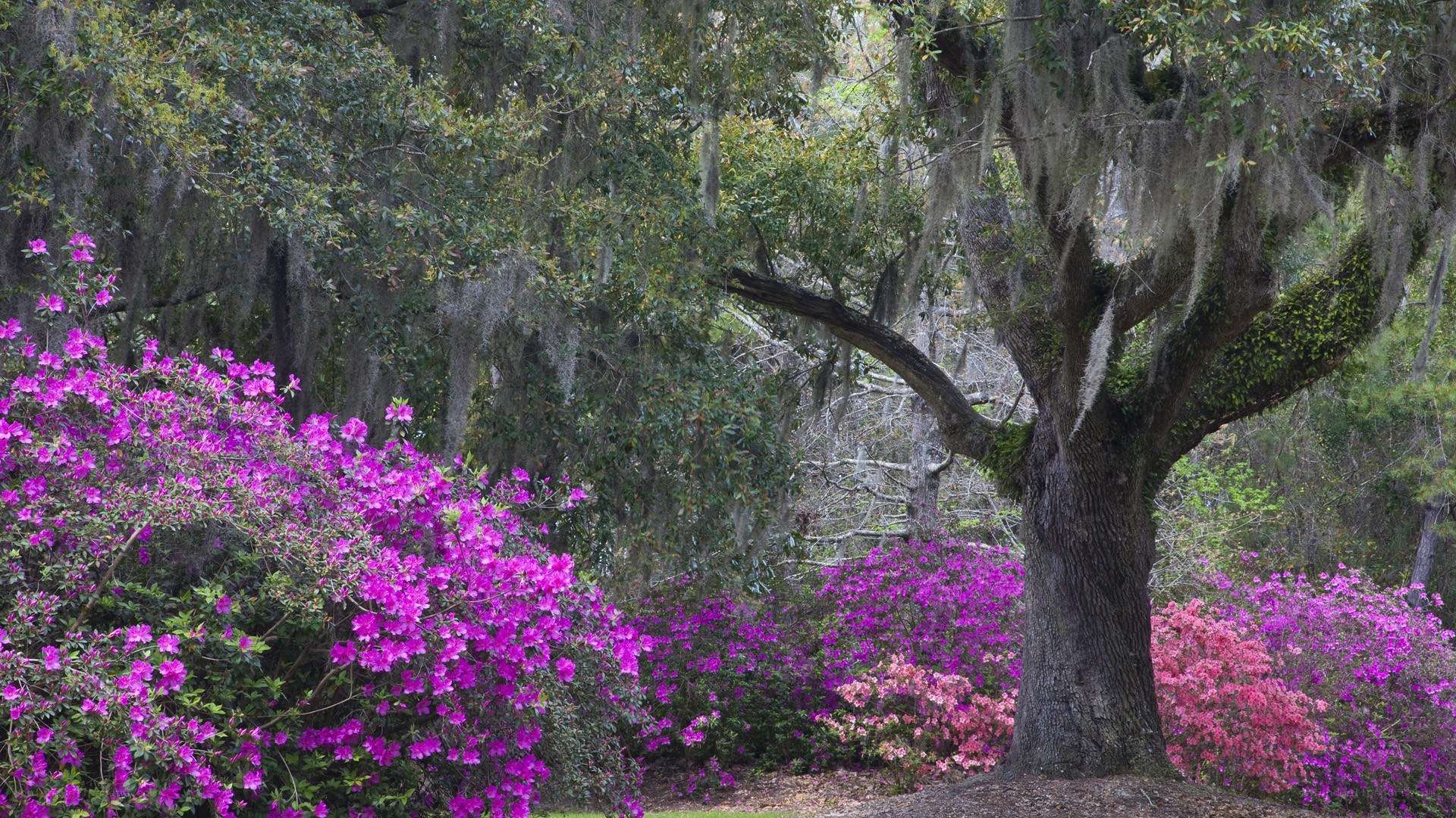Azaleas blooming under oak trees