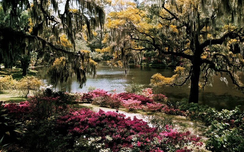 Azaleas by a Pond — Pink