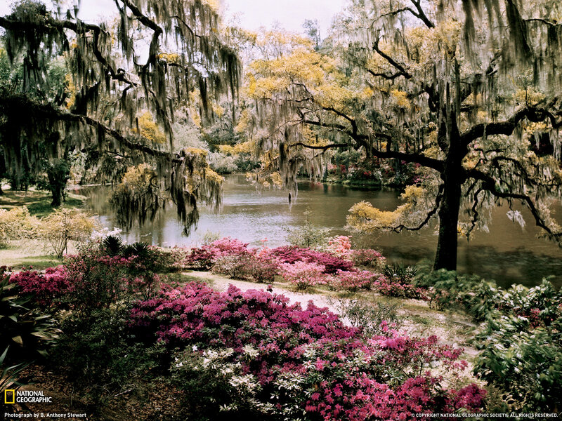 Azaleas by a Pond