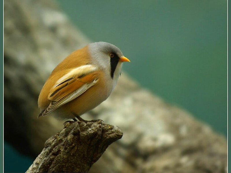 Babbler Bird on Branch