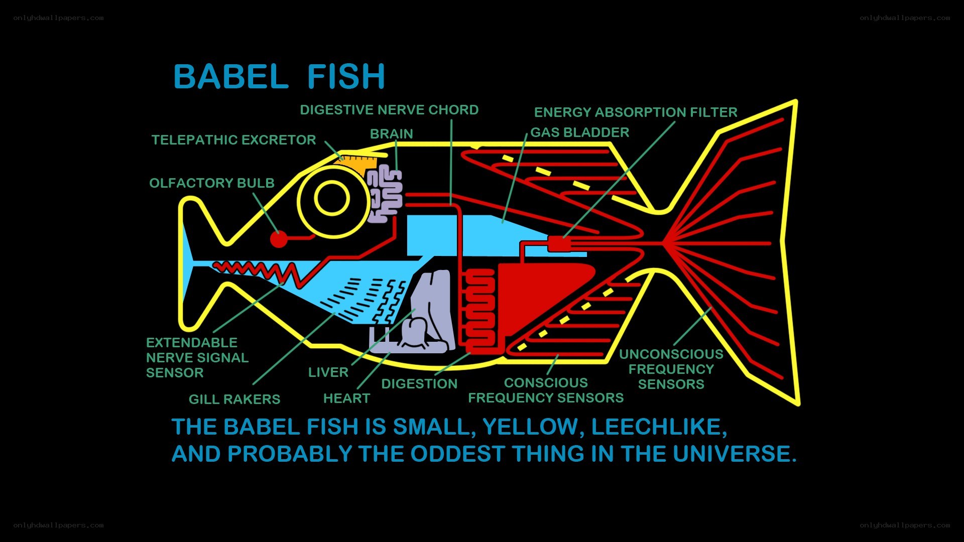 Babel Fish Anatomy Diagram
