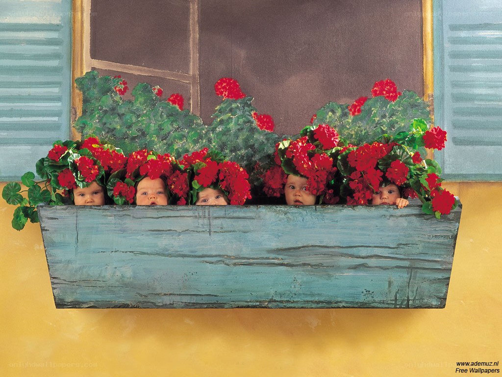 Babies in a flower box