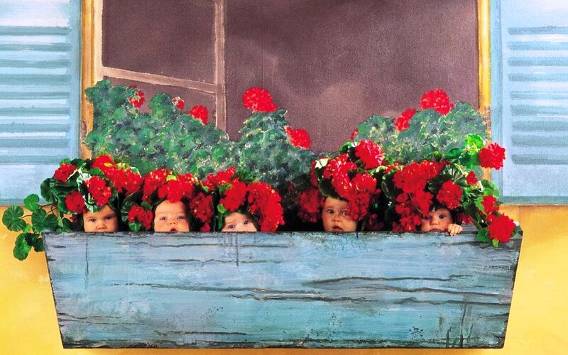 Babies in Flower Box