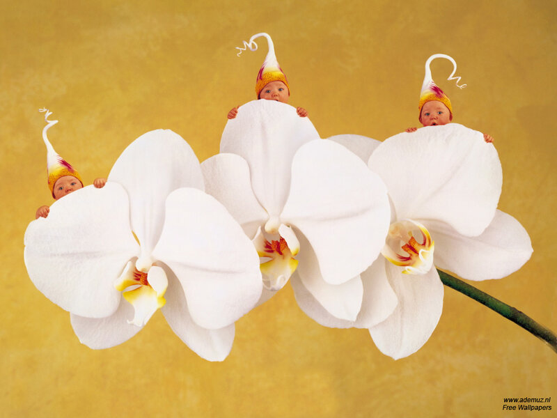 Babies in flower hats