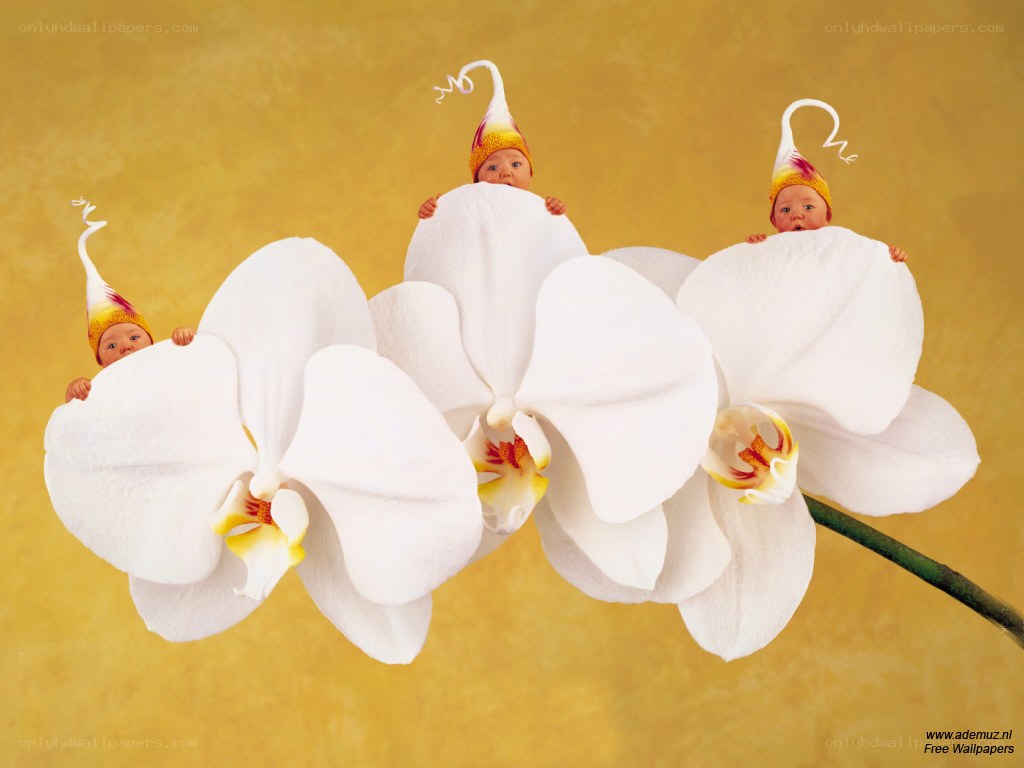 Babies in flower hats