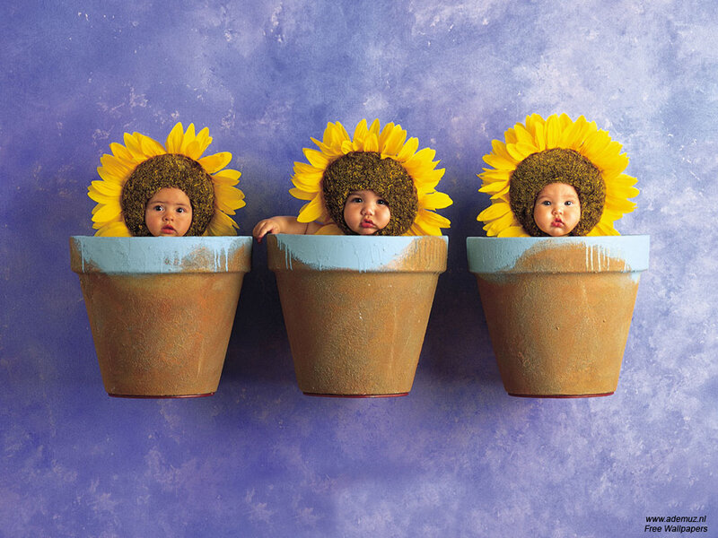 Babies in sunflower hats