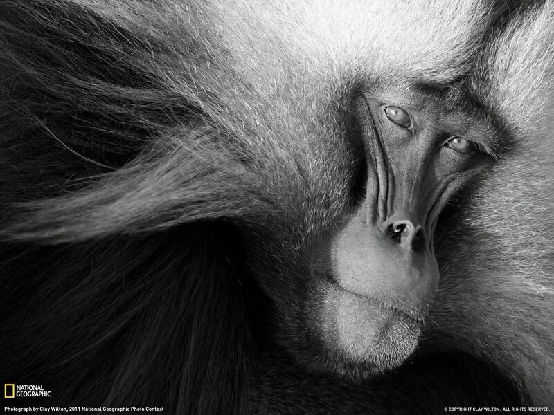 Baboon Face in Close-up