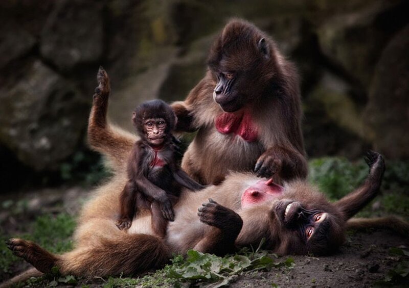 Baboon Family
