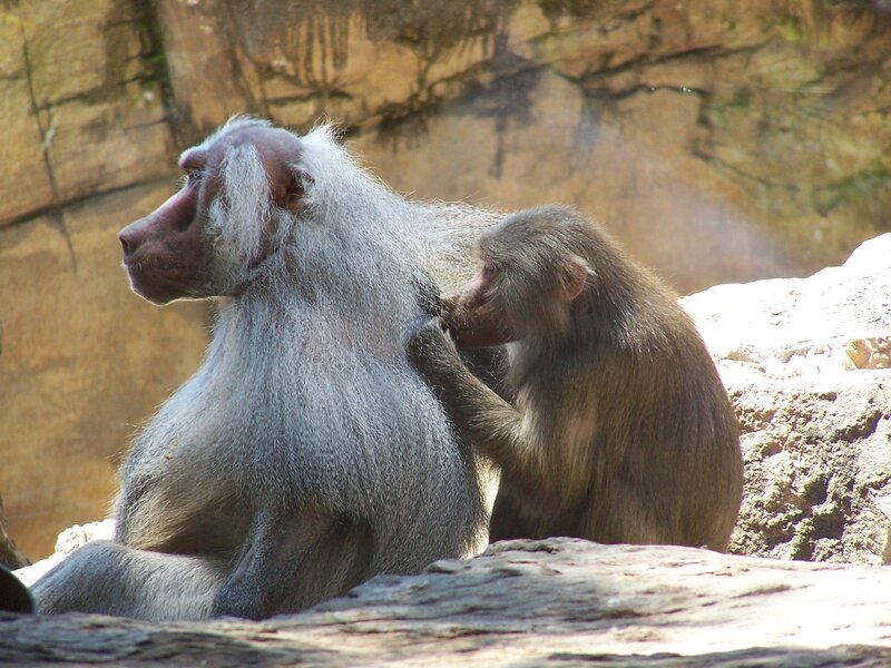 Baboon Grooming Another