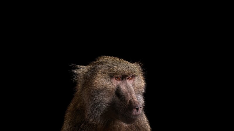 Baboon Head