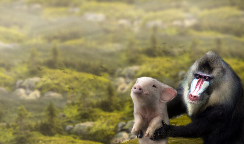Baboon Holding Piglet