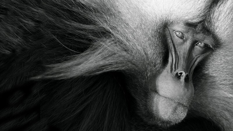 Baboon in Close-up