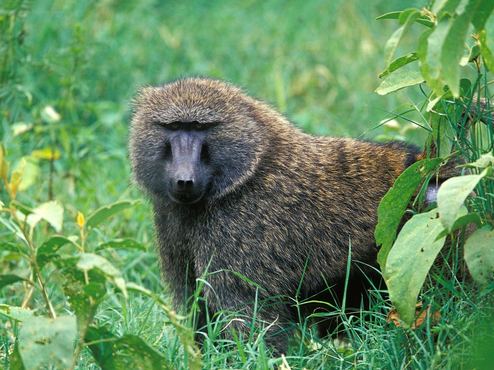 Baboon in grassy habitat