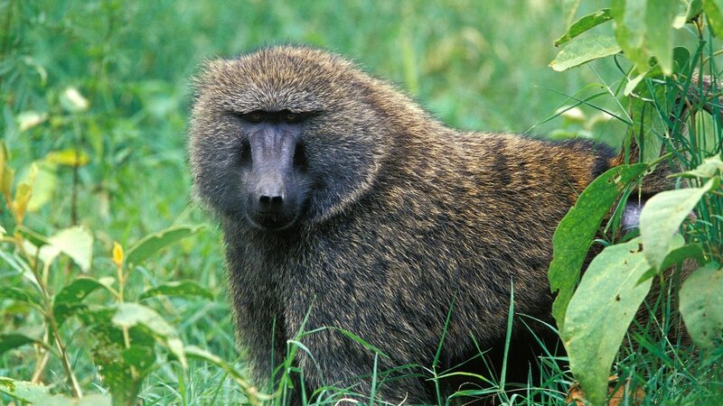 Baboon in green foliage