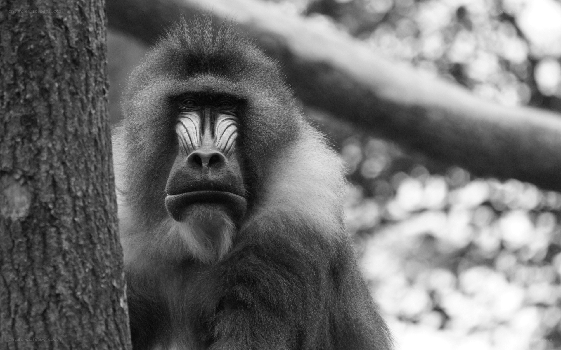 Baboon in the forest