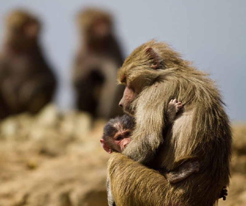 Baboon Mother Holding Infant