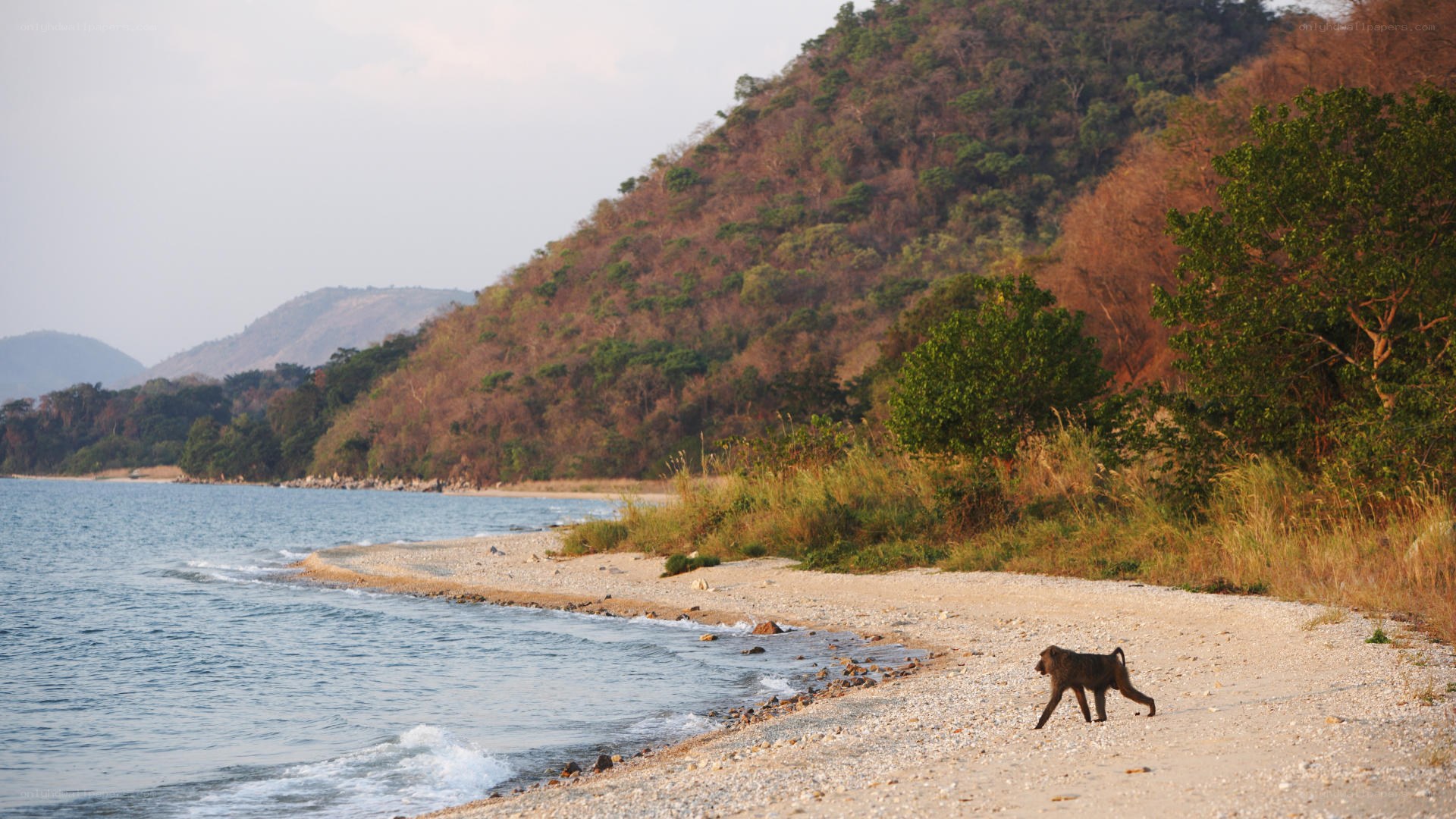 Baboon on a beach near hills