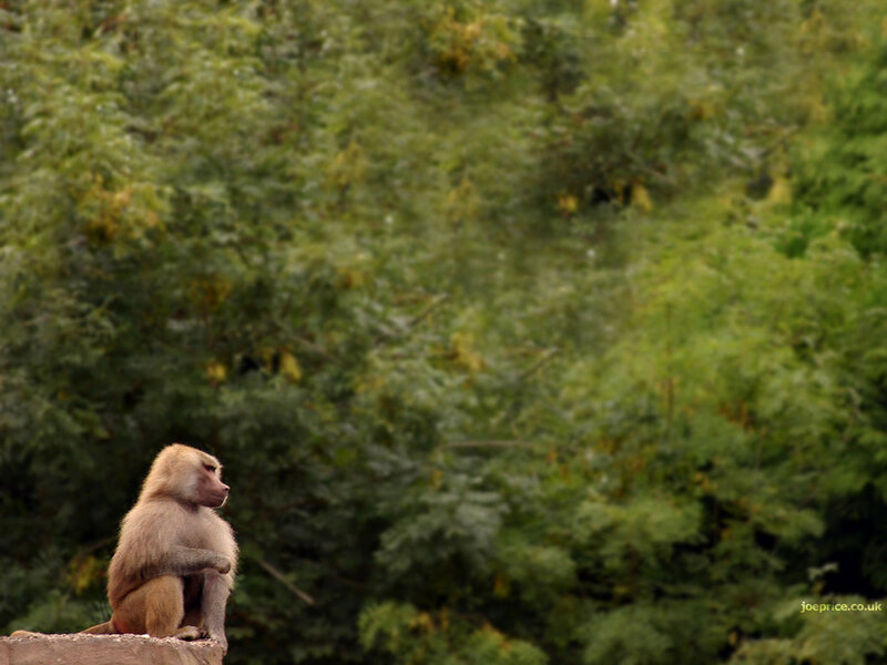 baboon on a rock