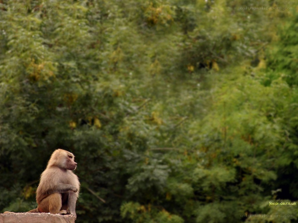 baboon on a rock